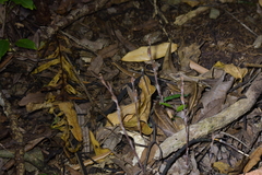 Danhatchia australis