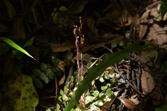 Danhatchia australis