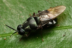 Isomerocera quadrilineata