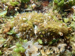 Dolabrifera brazieri