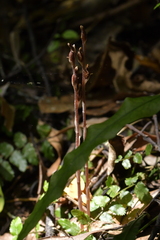 Danhatchia australis