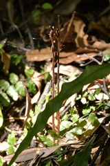 Danhatchia australis