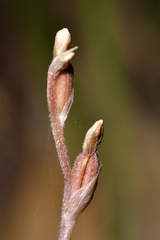 Danhatchia australis