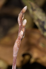 Danhatchia australis