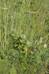 Clematis integrifolia