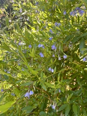 Billardiera heterophylla