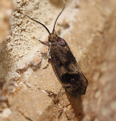 Pycnocera hypoxantha