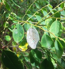 Phyllocnistis diaugella