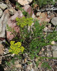 Lomatium grayi