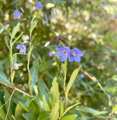 Billardiera heterophylla