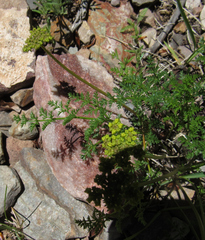 Lomatium grayi