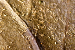 Danhatchia australis