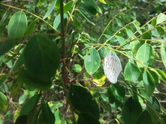 Phyllocnistis diaugella