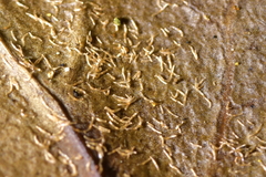 Danhatchia australis