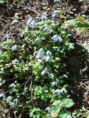 Clematis occidentalis