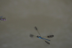 Heliocypha perforata