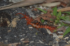 Scolopendra