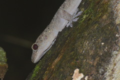 Gekko