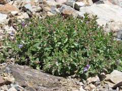 Penstemon montanus montanus