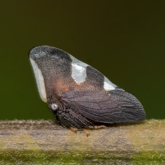 Membracis caquetensis