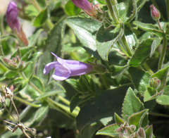 Penstemon montanus montanus