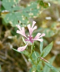 Clarkia concinna concinna
