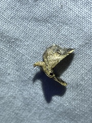 Scenedra decoratalis