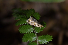 Eudonia minualis