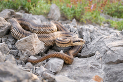 Elaphe quatuorlineata