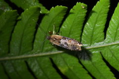 Circoxena ditrocha