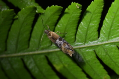 Circoxena ditrocha