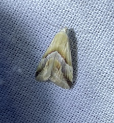 Eublemma cochylioides