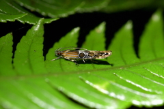 Circoxena ditrocha