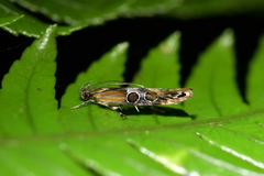 Circoxena ditrocha