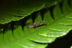 Circoxena ditrocha