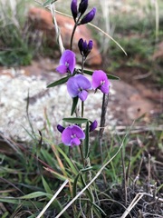 Glycine rubiginosa