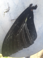 Troides minos