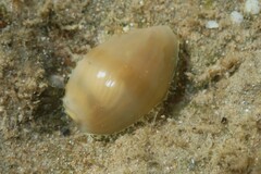 Monetaria annulus