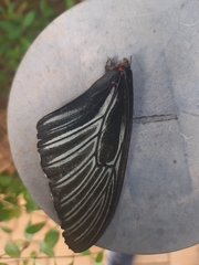 Troides minos