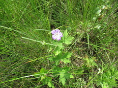 Geranium wlassovianum