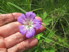 Geranium wlassovianum