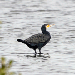 Phalacrocorax carbo sinensis