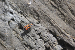 Melanerythrus mactans