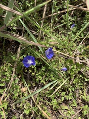 Evolvulus alsinoides