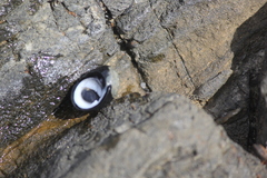 Nerita atramentosa