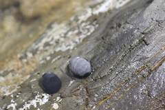 Nerita atramentosa
