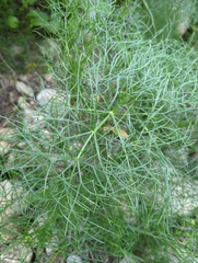Ferula