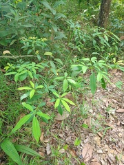 Alstonia