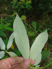 Alstonia