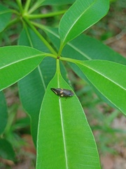 Alstonia